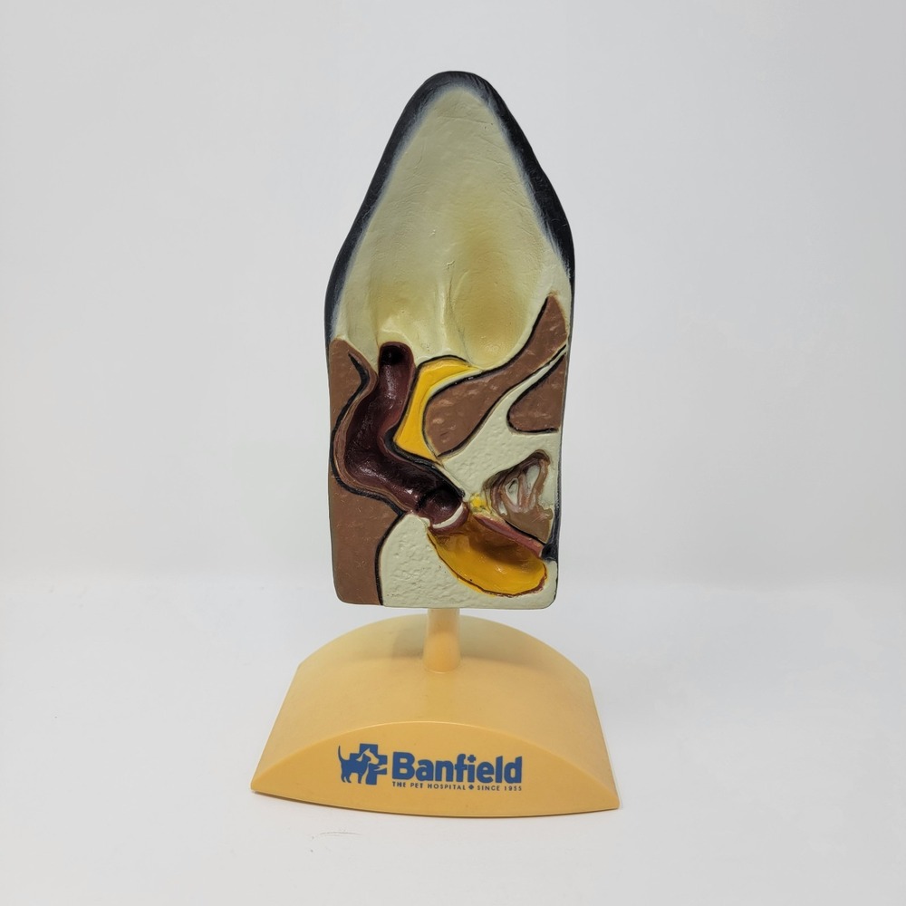 Banfield Veterinary Plastic Anatomical Model for Education - Canine Ear
